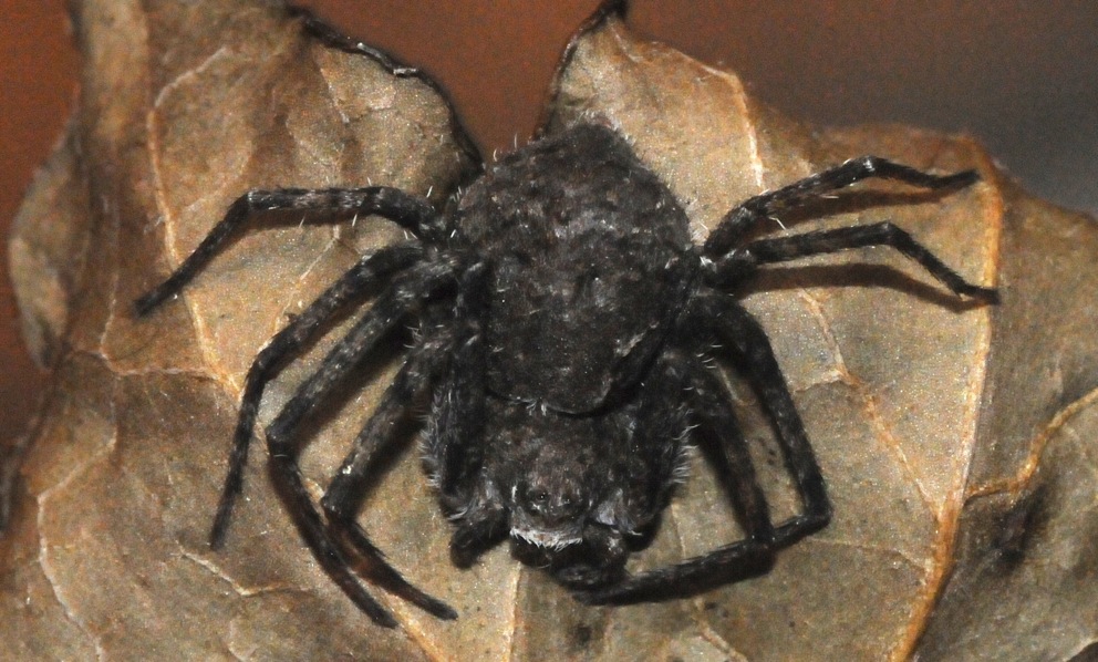 Philodromus margaritatus